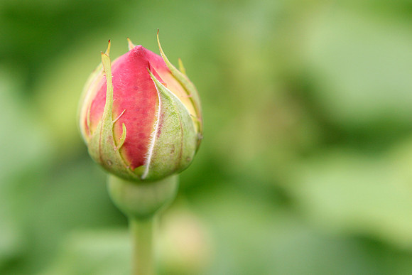Rosebud