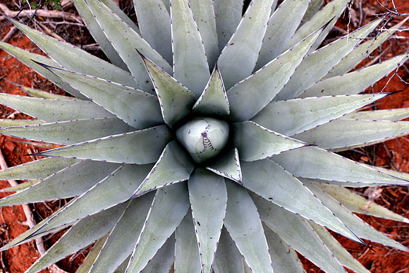 agave