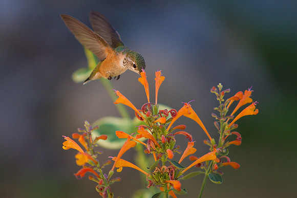hummingbird